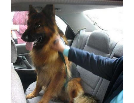 Return of a German Shepherd Without Ransom