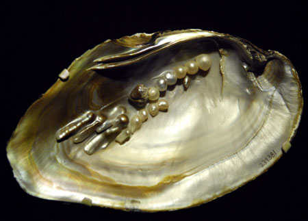 mussel-shell6.jpg