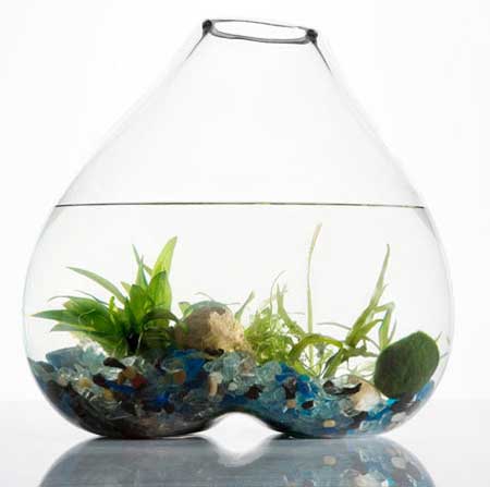 The fragile, subtle glass terrariums in organic shapes form the replica of 