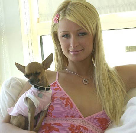 paris hilton Chihuahuas