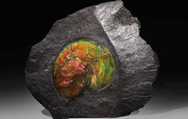 fossil mollusc