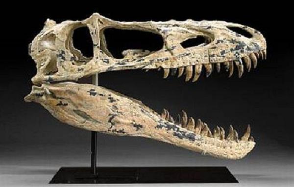 tyrannosaurid-skull