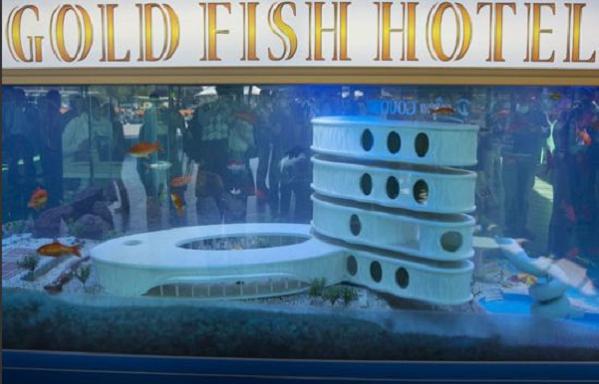 goldfish-hotel-1