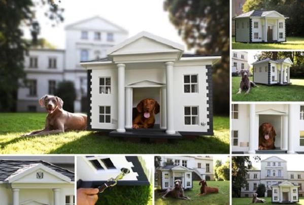 best dog house