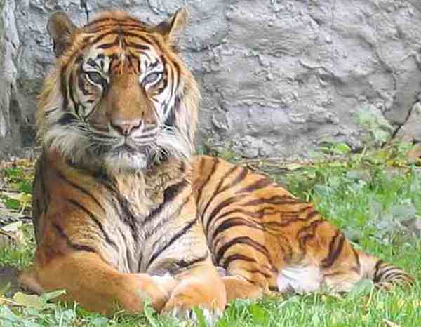 Sumatran+tiger+pictures