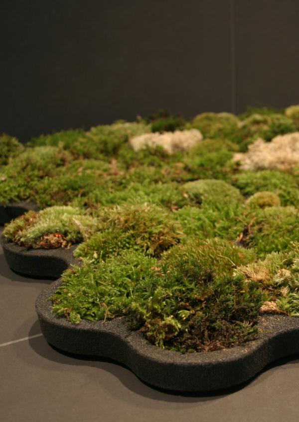 http://elitechoice.org/wp-content/uploads/2010/01/moss_carpet03.jpg