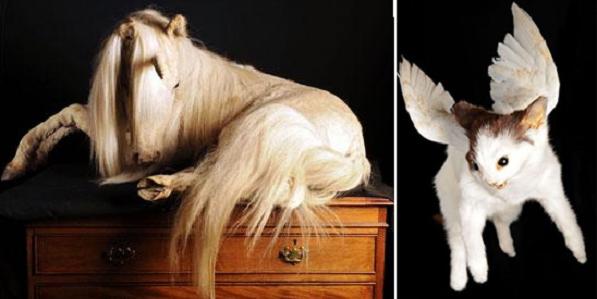 Museum Of Taxidermy Auctions Off Imaginary Stuffed Animals – Elite Choice