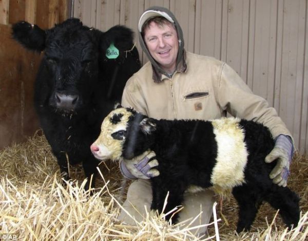 Panda Cow A Panda Cow Born in a Farm in Colorado Could be Exported to China for $30,000  