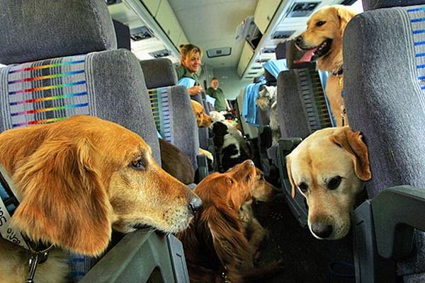 путешествие с домашними животными на самолете