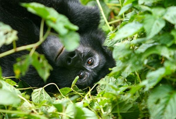 Mountain Gorrilla in Uganda