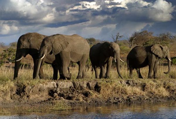 Wildlife in Botswana