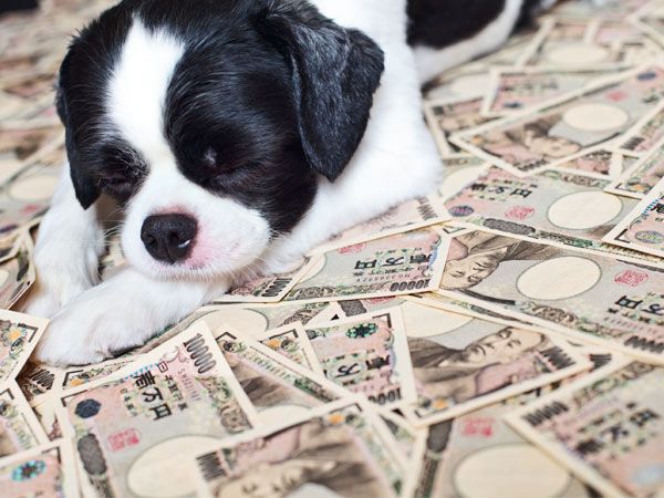 millionaire dogs