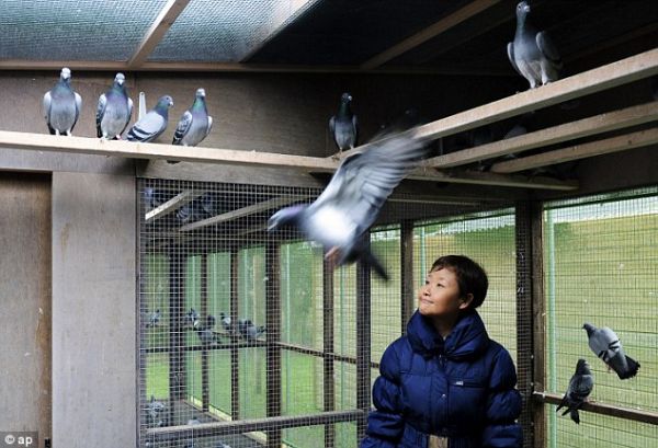 Pigeon Paradise in Knesselare, Belgium