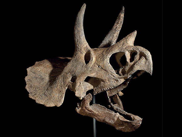 The Triceratops skull