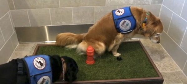 Happy Dogs Using the Indoor Facility